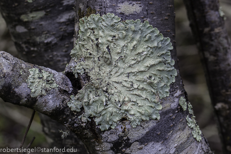 tree lichen